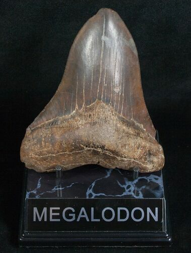 Inch Megalodon Tooth #5189